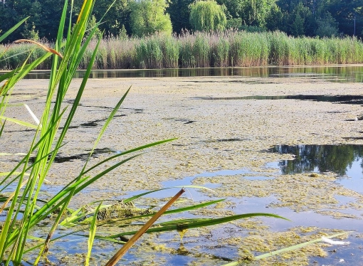 Olsztyn znów odławia moczarkę