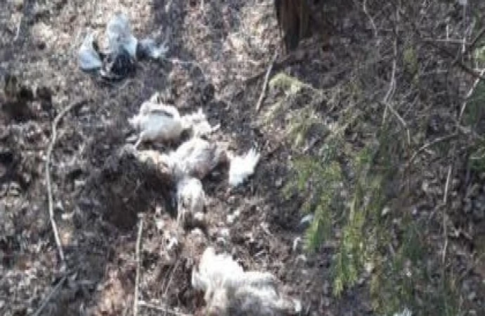 {Wyjątkową bezmyślnością okazał się mieszkaniec gminy Braniewo, który martwe kury wyrzucił na oczach strażników leśnych do lasu.}